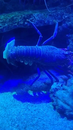 Monster Crayfish At AQWA Delicious 😋