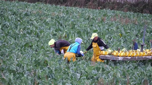 Cauliflowers succesfully harvested against dire forecasts, Chapel Farm, Cornwall, UK