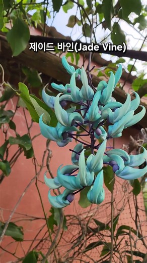 [코스타리카] 어머! 이런 꽃이 있다니... 가짜가 아닌 진짜 꽃 제이드바인 (Jade Vine) or 옥덩쿨