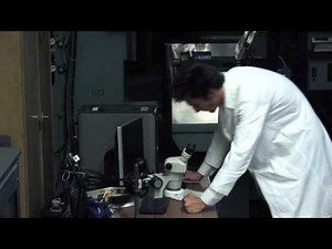 PORTAL LAB RAT: Rat Man Live Action Video