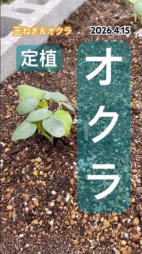 [Onions & Okra] We've planted some new okra seedlings. #okra #onioncultivation