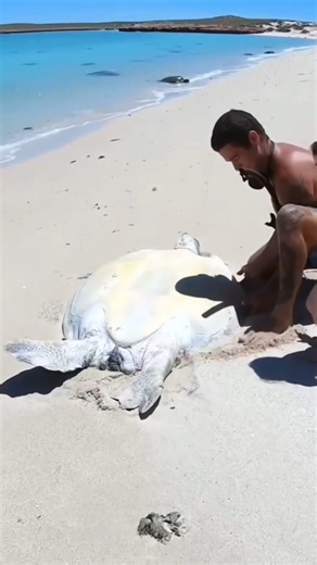 turtle rescue #shortvideo