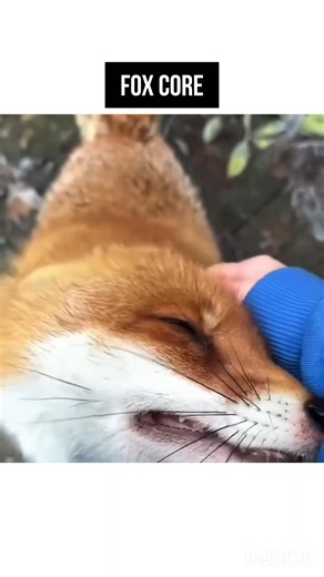dramatic fox
