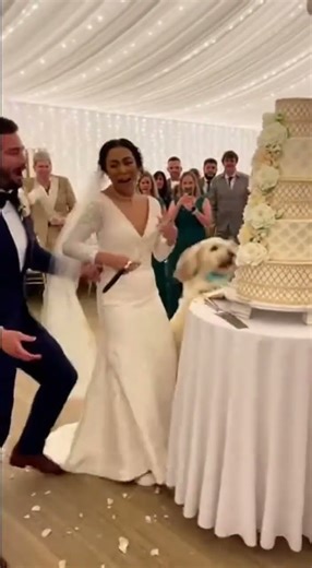 Wedding Cake Chaos: Dog Crashes the Big Moment