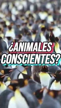 Animal consciousness