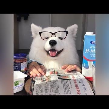 ASMR Dog Having Breakfast