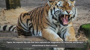 10 Essential Books on Tiger Conservation