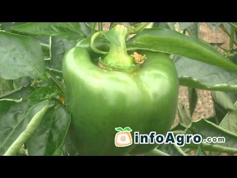 Peppers Growing. How to plant, grow and harvest peppers 1/2