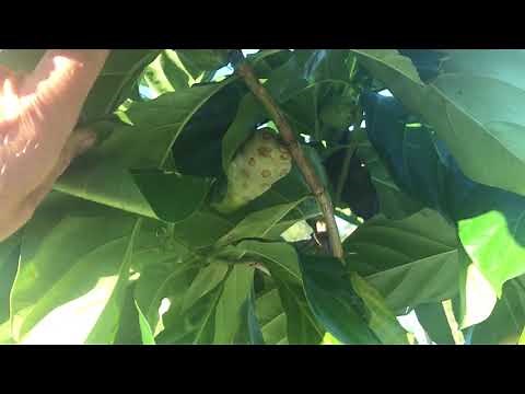 Noni tree growing in Florida Zone 9b