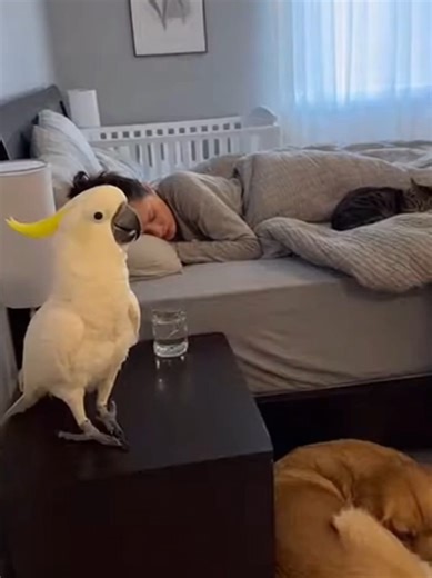 Mr. Parrot Is the Worst Alarm Clock Ever 🦜⏰😂 #MrParrot #TalkingParrot #Kakudu #FunnyParrot #ViralReels #usareel