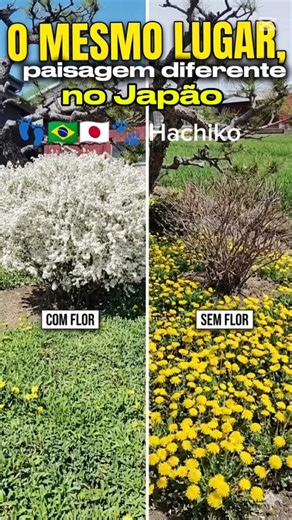 mesmo lugar paisagem diferente no Japão #hachiko #funnydog #brasil