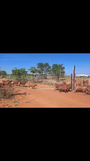 ‼ KNOW YOUR KALAHARI TED GOATS . The following characteristics should define them. A strong head with large soft brown eyes and without an untamed or wild look. A strong, Slightly curved nose, wide nostrils, and strong well formed mouth with well-fitted jaws. Up to 6 teeth must show a perfect bite. Eight tooth olds and older may show 6mm protrusion. Permanent teeth must cut in the correct anatomical place. The forehead must be prominently curved linking up with the curve of nose and horns. Horns