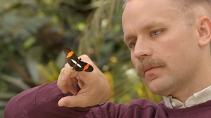 A new study from Harvard, MIT and BYU sequenced 20 new butterfly genomes to get an unprecedented view of their surprising evolutionary history. The findings appear in top scientific research journal Science. | BYU