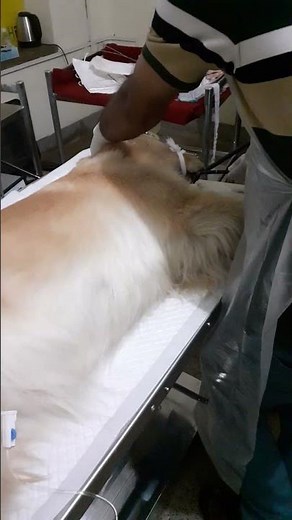 endoscopy in dog🐕🐕