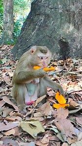 Luna Eating Sweet Mango With Joy | Monkey Of Cambodia