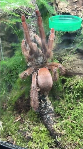 Amazonia’s germani, Orange Tree Spider