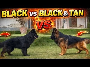 Powerful Adult German Shepherd | Black & Black & Tan GSD | Doggyz World Kennel