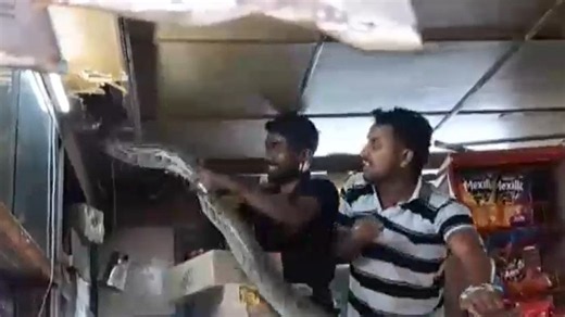 Watch: 7-foot python found in Meerut grocery shop, rescued after 3-hour operation