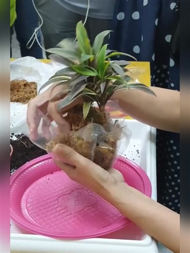 🌿 療癒系小森林・植入一份生活的綠意 🌿 這次好幸運能擔任時老師的助教， 和同學們一起完成這座迷你森林。 從植物包覆水苔、固定形狀到最後的佈局， 每一個步驟都像在對話—— 像是在整理自己的一片小天地。 有的學生第一次接觸水苔球， 手忙腳亂卻滿臉笑意； 有人細心修剪葉片， 讓作品看起來像真的有風在吹。 看著一顆顆苔球被慢慢擺進白色碎石間， 那畫面像極了生活：有高有低，有遠有近， 但只要放在對的位置， 就能變成一個平衡又安靜的風景。 謝謝時老師的指導， 也謝謝每一位認真創作的同學， 讓教室裡滿滿都是綠色能量與笑聲 #產頭課程 #植栽療癒 #水苔球 #綠意生活 #手作課程 #助教日常 | 花點時手作