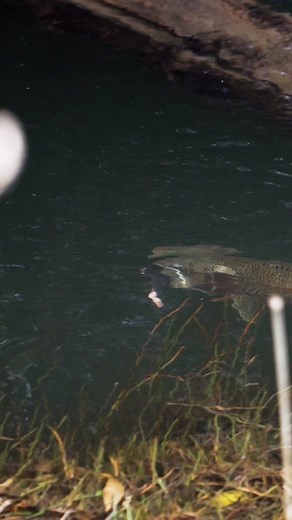 Trout 1, mouse 0… Some proof from @lherrainz that matching the hatch with a mouse fly is worth a shot. #Hangry #FishItWell #SimmsFishing 🎥: @lherrainz w/ @el_saltamontes_lodge #Mouse #MouseFly #Mousing #FlyFishing #Predator #Rodent #Fishing