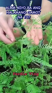 265 reactions · 150 shares | SAMPALOK- SAMPALUKAN? Alam niyo ba Halamang Gamot Na to? Monte Carlo Organic Farm Andoy San Jose Karlo Sandino #adsonreels #thankyoumeta #healthtips #GodBless #everyone #ThankYouLord #healthiswealth | Ferdinand Tan Licayan | Facebook