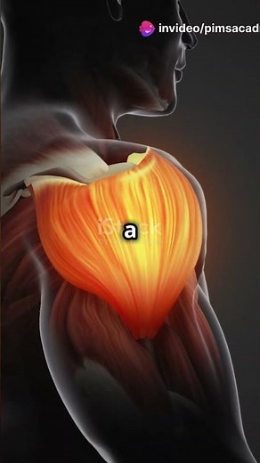 Understanding the Acromion Process Types #manualtherapy #shoulderpain #shoulderpain #painrelief