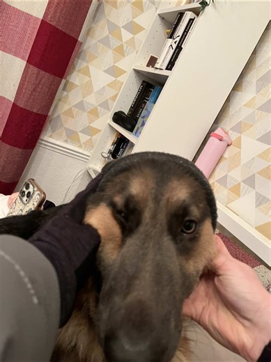 Q/: A tool you’ll never use on your dog and why? Ignore how she didn’t sit in heel.. #NOVA #dogcommunitytiktok #gsd #reactivedog #fyp