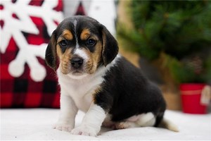 Wilbur - Beagle Puppy FB26D5