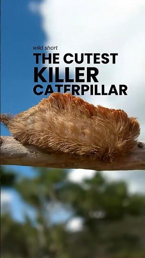 This Fluffy Caterpillar Can Send You to the Hospital #animalfacts #wildlife