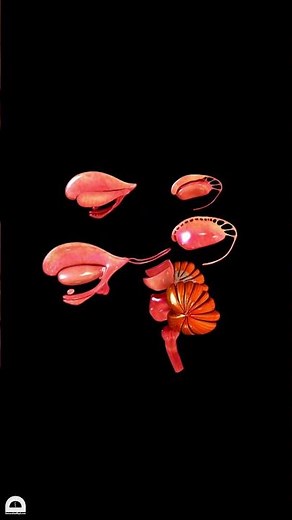 Human Brain parts | #anatomy #biology #science