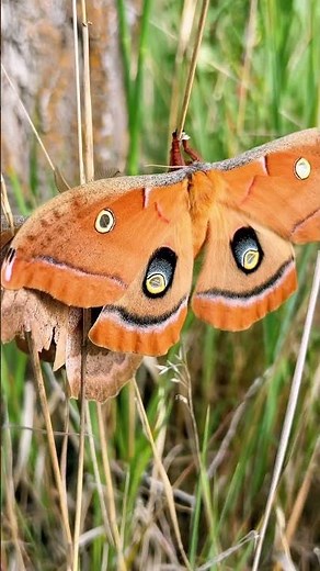 Brown Moth Buddies #moth #brown #big #insects #outdoors #species #wildlife