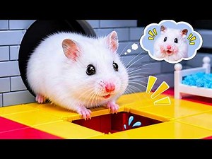 Cute Hamster Escapes from the Dreamy Prison Maze | Hamster Maze