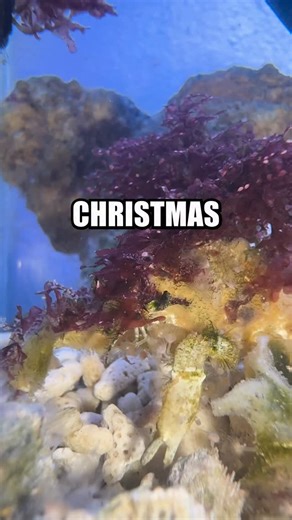 Brandon Critter on Instagram: "Happy Holidays from my critters to yours! Spork decided to get extra festive this holiday season by harvesting all of my red macroalgae before delicately arranging it into his new fit. He really put on a show with something that can only be described as an underwater santa suit. There will likely be only a few more videos in this setup, but im expanding and will have lots of new critters and crud and junk coming in 2026. Thank you all for watching this year :) Do y