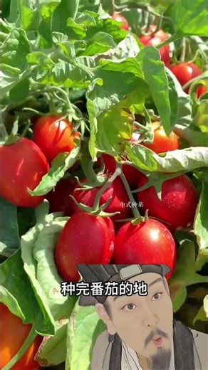土壤贫瘠的秘密：盲目轮作大揭秘