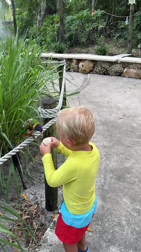 Toddler feeding parrots in Lion Safari. Cute Baby short! | David Family