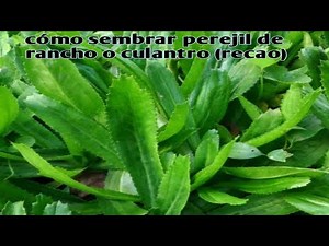 How to plant farm parsley in the garden