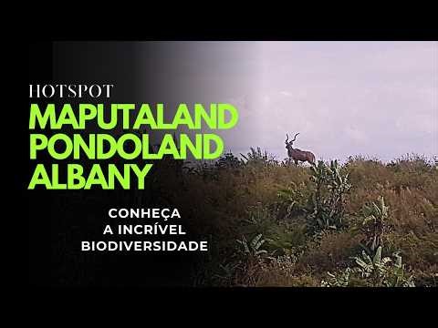 Episódio 5 - Hotspot Maputaland - Pondoland - Albany