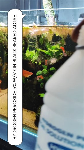 SCAPE AND FLOW on Instagram: "BLACK BEARED ALGAE .......HOW TO APPLY ----------------------------------------------------------- Reaction of hydrogen peroxide on Black Beard Algae (BBA) Hydrogen peroxide (H₂O₂) is commonly used in planted aquariums to control Black Beard Algae because it acts as a strong oxidizer. What happens when H₂O₂ touches BBA? Hydrogen peroxide oxidizes the algal cells This damages the cell walls and internal structures BBA loses its dark color, turning reddish → pink → wh