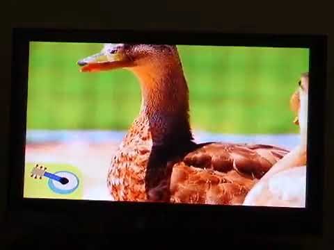 Curious Buddies "Quack, Quack, Waddle, Waddle"