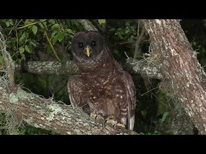 Melanistic Barred Owl