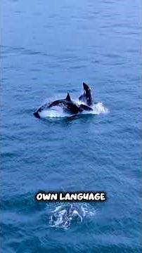 The ocean's deadliest predator isn't a shark... it's the ORCA! #Orca #KillerWhale #OceanFacts #facts