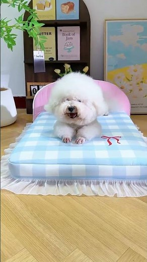 Best Cooling Dog Bed for Summer 2024 Your Pup Will Love