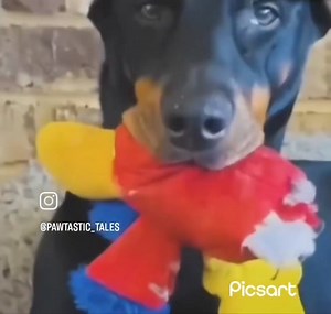 24K views · 243 reactions | Kids v Dogs  #funnyvideo #funnykids #funnydogs #funny #dog | Smile and laugh, Adults only | Facebook