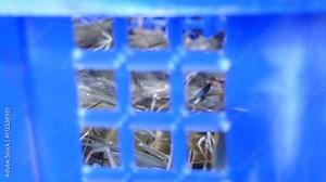 Harvesting alive tiger prawns from commercial prawn farm