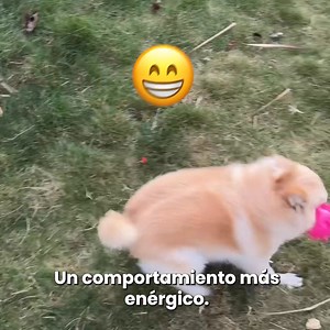 ✅ Pet’s Table® está diseñado por expertos en nutrición canina para brindarle a tu perrito una comida completa, deliciosa y sin ultraprocesados. 🐕 🥩 ¡Pruébalo hoy! | Pets Table