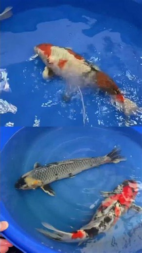 🔥 Rare Japanese Koi Release 🇯🇵🐟 Elite Collection Meets Maruhiro Selection