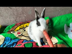 Cute Baby Bunny Eating Carrot 🍀 | Most Adorable Rabbit Feeding Moment Ever!
