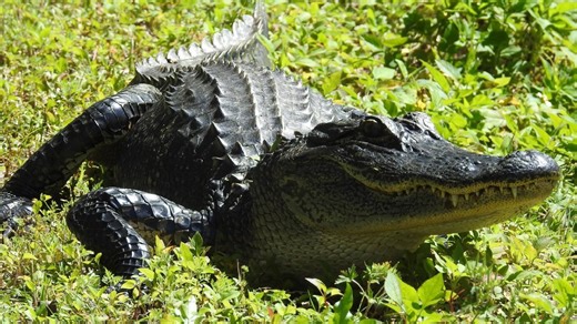 FWC confirms fatal alligator attack on Lake Kissimmee