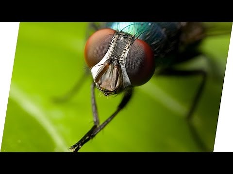 Why do flies rub their feet? [English Subtitles]