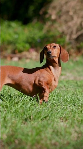 Mini Dachshund vs Standard Dachshund – What’s the Difference? 🐕📏 #dachshund #dogs #wienerdogs